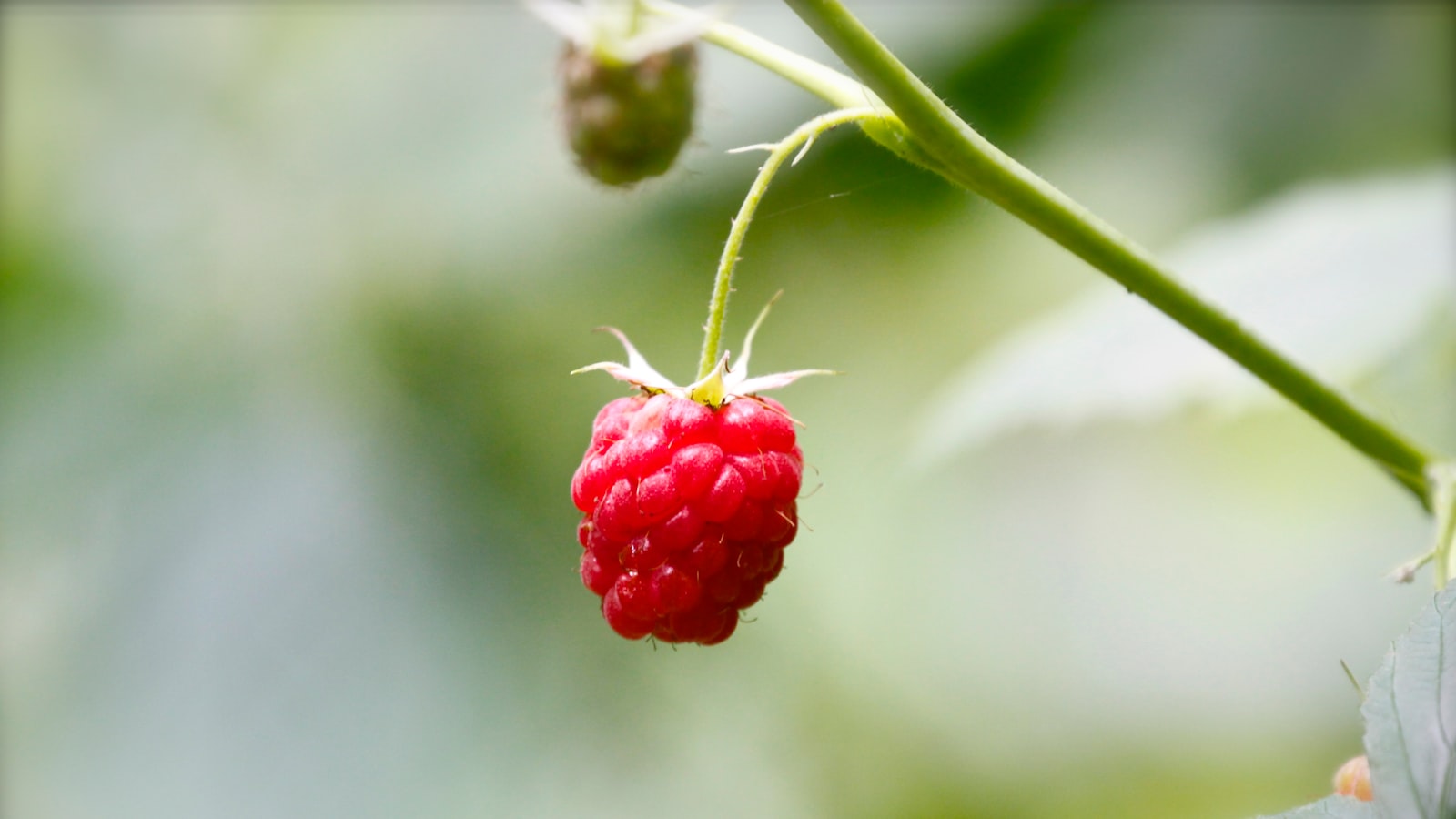 Preparing the Raspberry Bushes for Transplantation: Timing, Soil, and Pruning