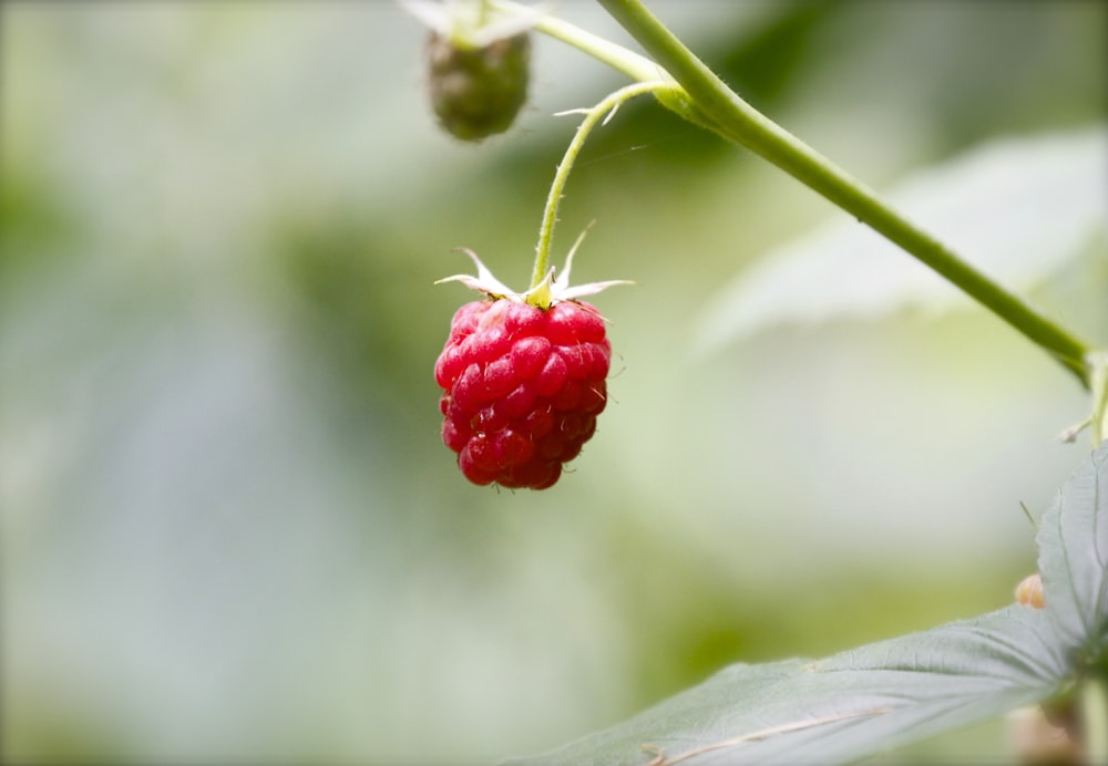 selective focus photography of red raspberry