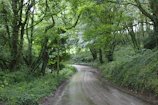Winding mountain trail disappearing into lush green forests, inviting exploration.