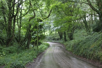 A serene landscape showcasing a winding road through a lush forest, inviting exploration.