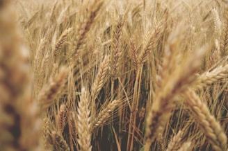 close up photography of dried grass field