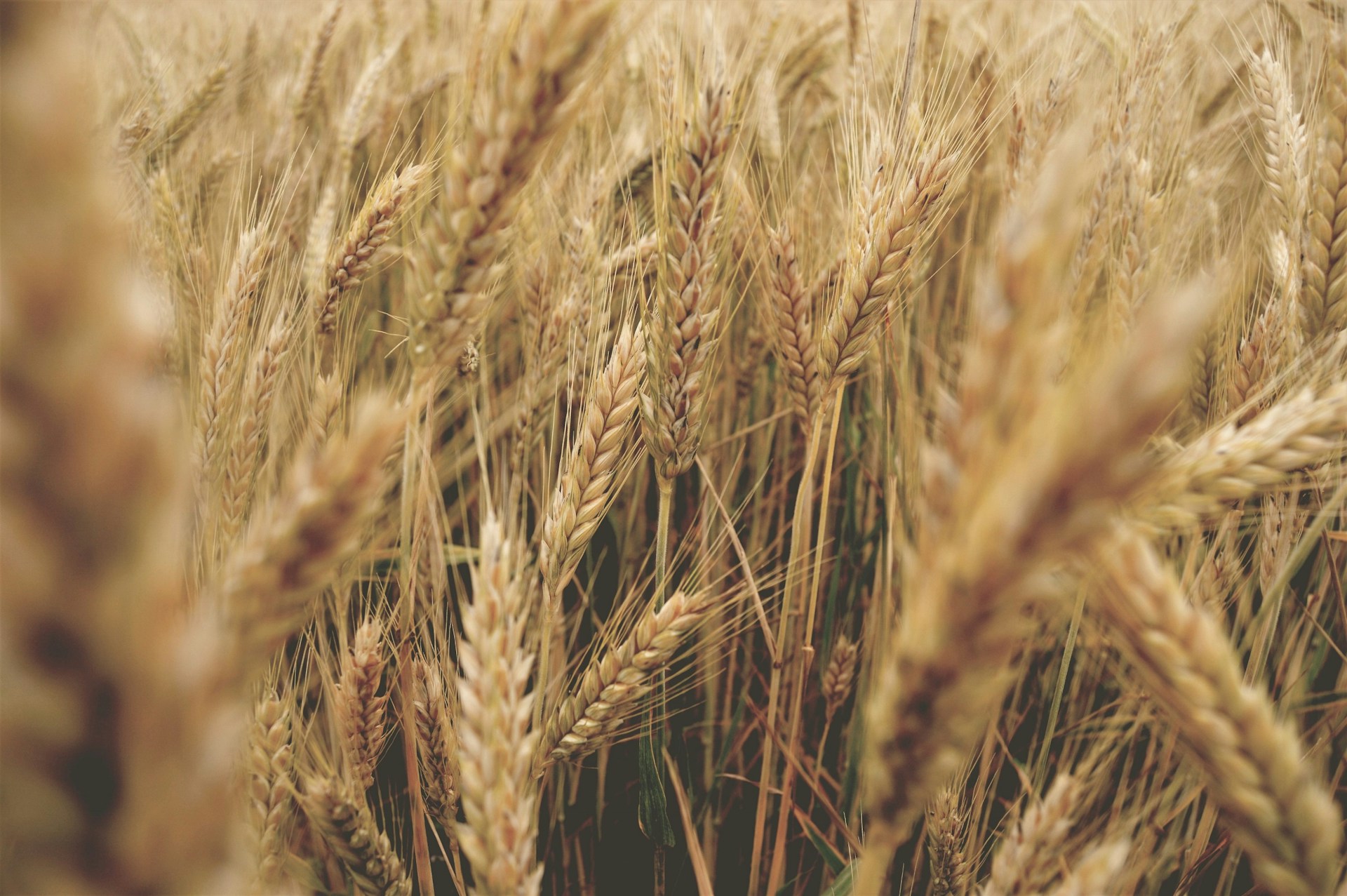close up photography of dried grass field
