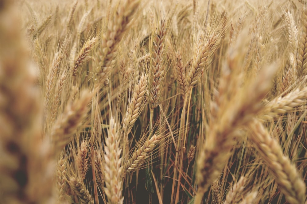 close up photography of dried grass field