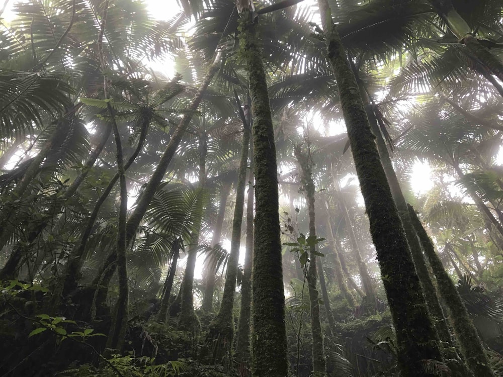 worm's eye-view of forest