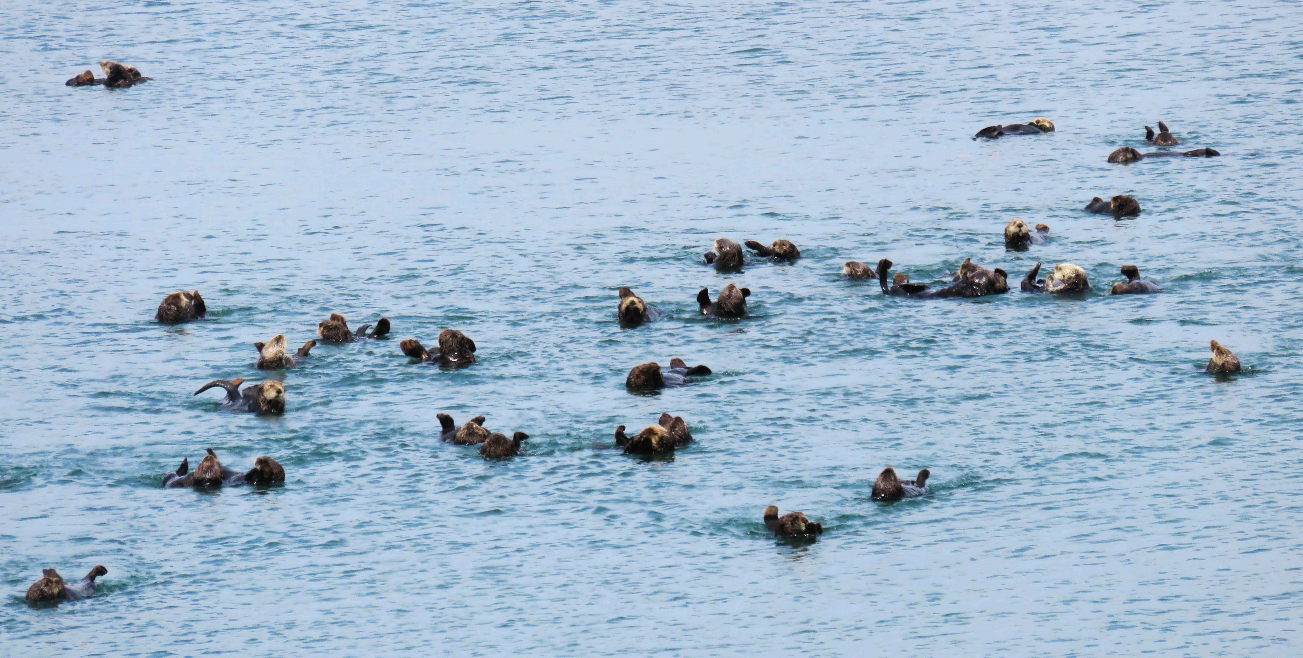 flock of birds on blue body of water during daytime