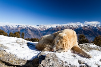 A gentle Great Pyrenees dog resting peacefully in a sunny mountain meadow.
