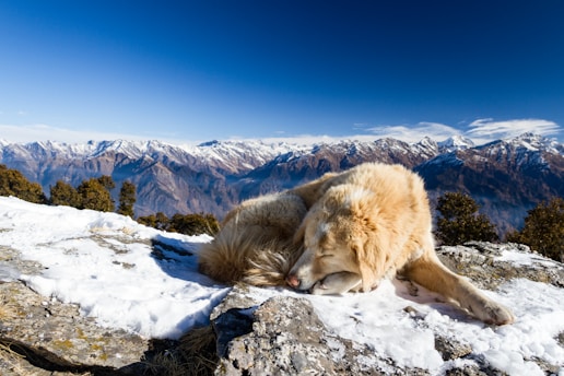 A gentle Great Pyrenees dog resting peacefully in a sunny mountain meadow.