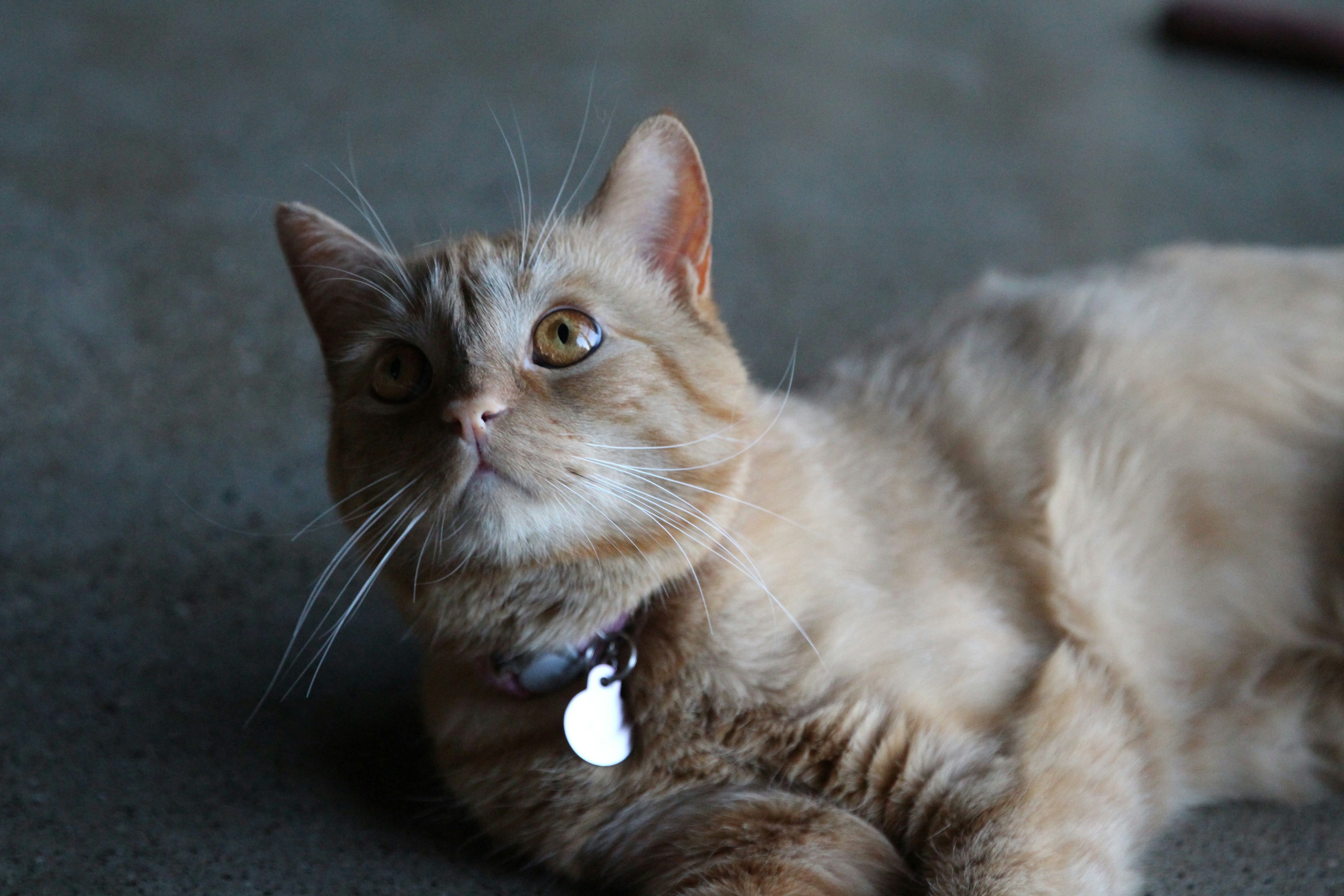 Agendia : votre assistant IA