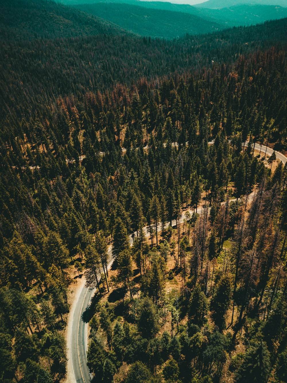 mountain cover with trees with road pavement aerial photography
