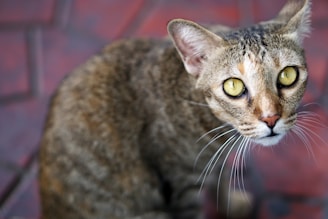 A close-up view of a cat with a brown and gray coat looking directly at the camera. The cat has prominent yellow eyes and white whiskers. The background consists of red, hexagonal tiles with a slightly blurred effect.