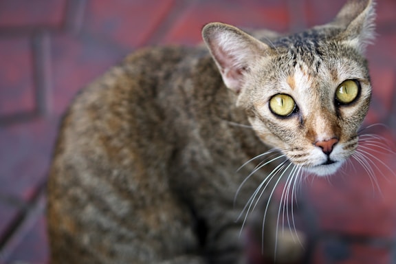 A close-up view of a cat with a brown and gray coat looking directly at the camera. The cat has prominent yellow eyes and white whiskers. The background consists of red, hexagonal tiles with a slightly blurred effect.