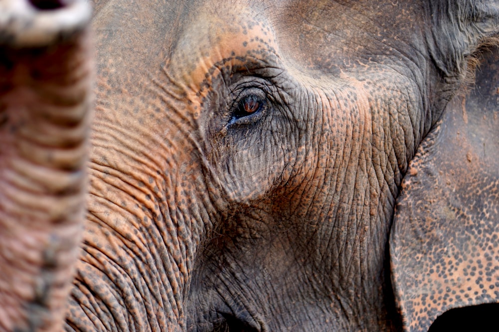 close up photo of elephant's head