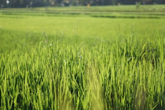 Lush green rice fields stretch into the distance, with tall grass blades prominently visible in the foreground. The fields are bathed in sunlight, creating a vibrant and serene agricultural landscape.