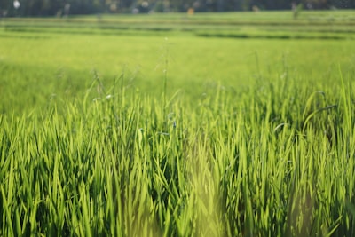 Lush green rice fields stretch into the distance, with tall grass blades prominently visible in the foreground. The fields are bathed in sunlight, creating a vibrant and serene agricultural landscape.