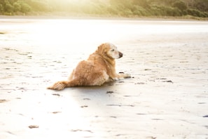 A gentle golden retriever resting peacefully during an energy healing session.