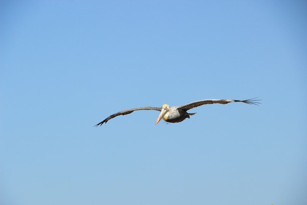 Weißer Vogel, der unter klarem, blauem Himmel fliegt, Foto, das tagsüber aufgenommen wurde