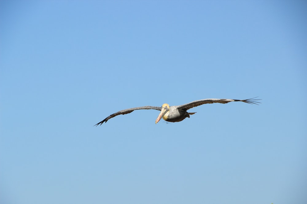 昼間に撮影した澄み切った青空の下を飛ぶ白い鳥の写真