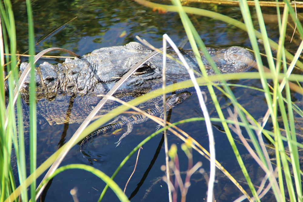 crocodilo preto perto de plantas de folhas lineares