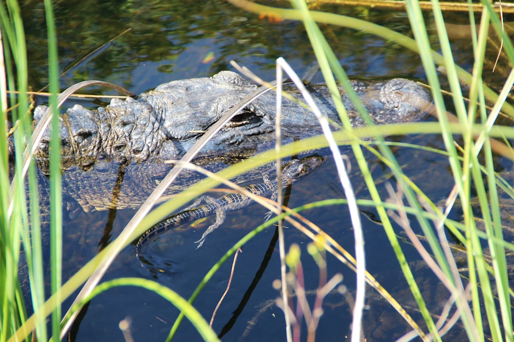 black crocodile near linear leafed plants