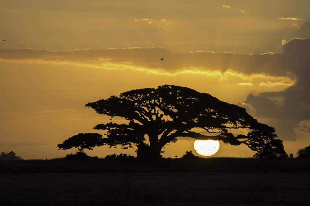 silhouette d’arbre pendant l’heure dorée