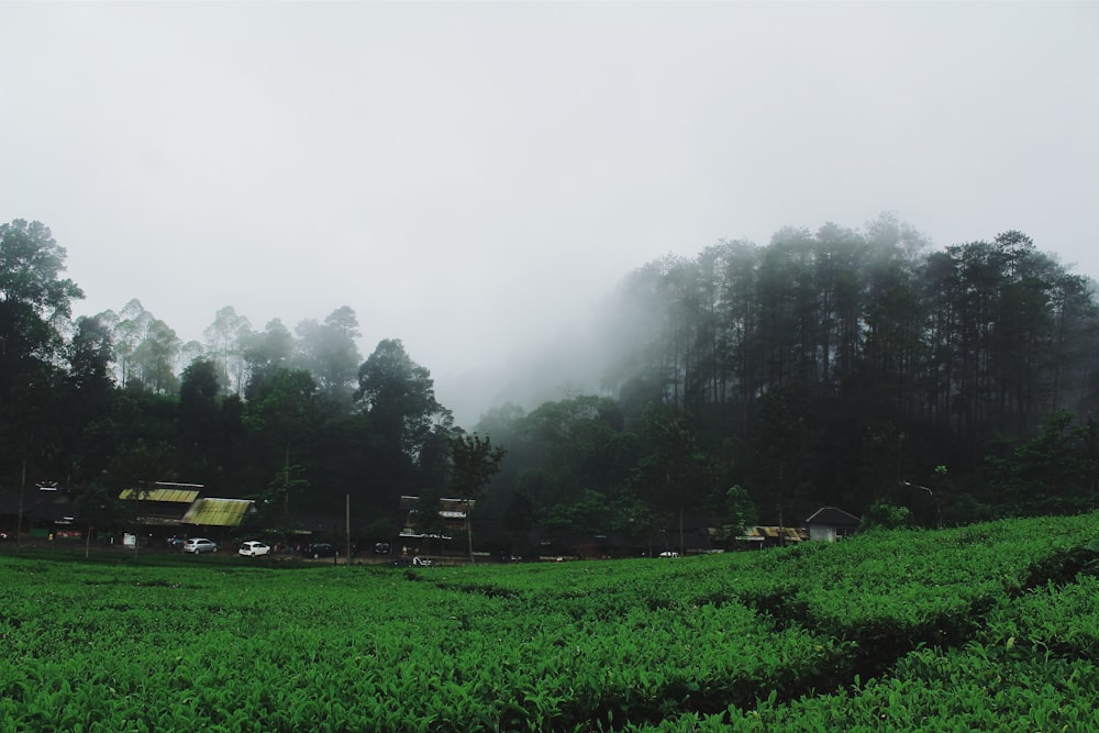 photo of fog covered trees near house