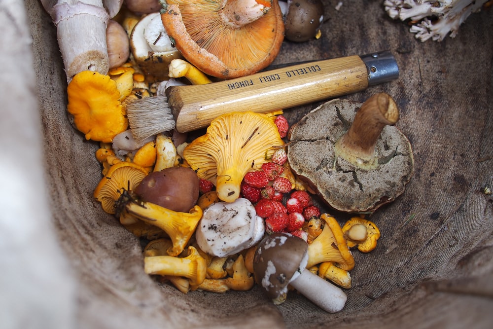 variety of shrooms