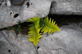 green fern between gray rocks