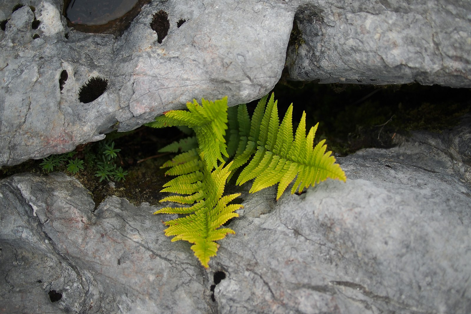 Olympus OM-D E-M5 + Panasonic Lumix G 20mm F1.7 ASPH sample photo. Green fern between gray photography