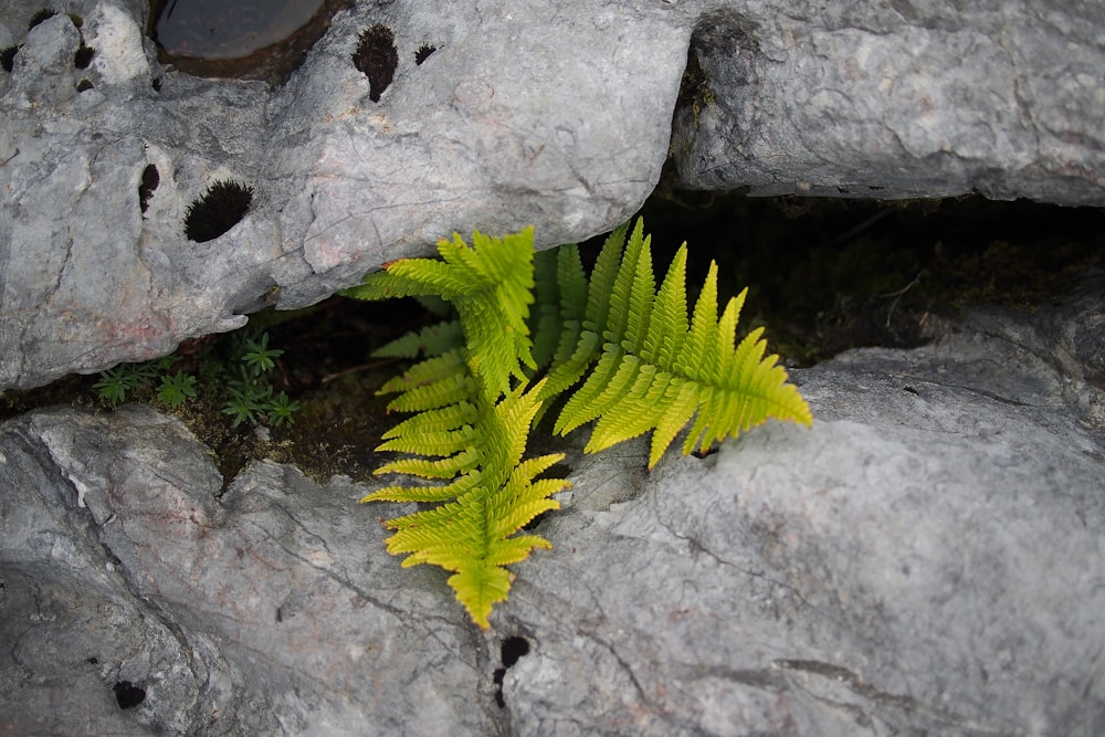 green fern between gray rocks