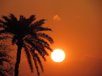Sunset over palm trees with a subtle Polish eagle emblem glowing in the sky.