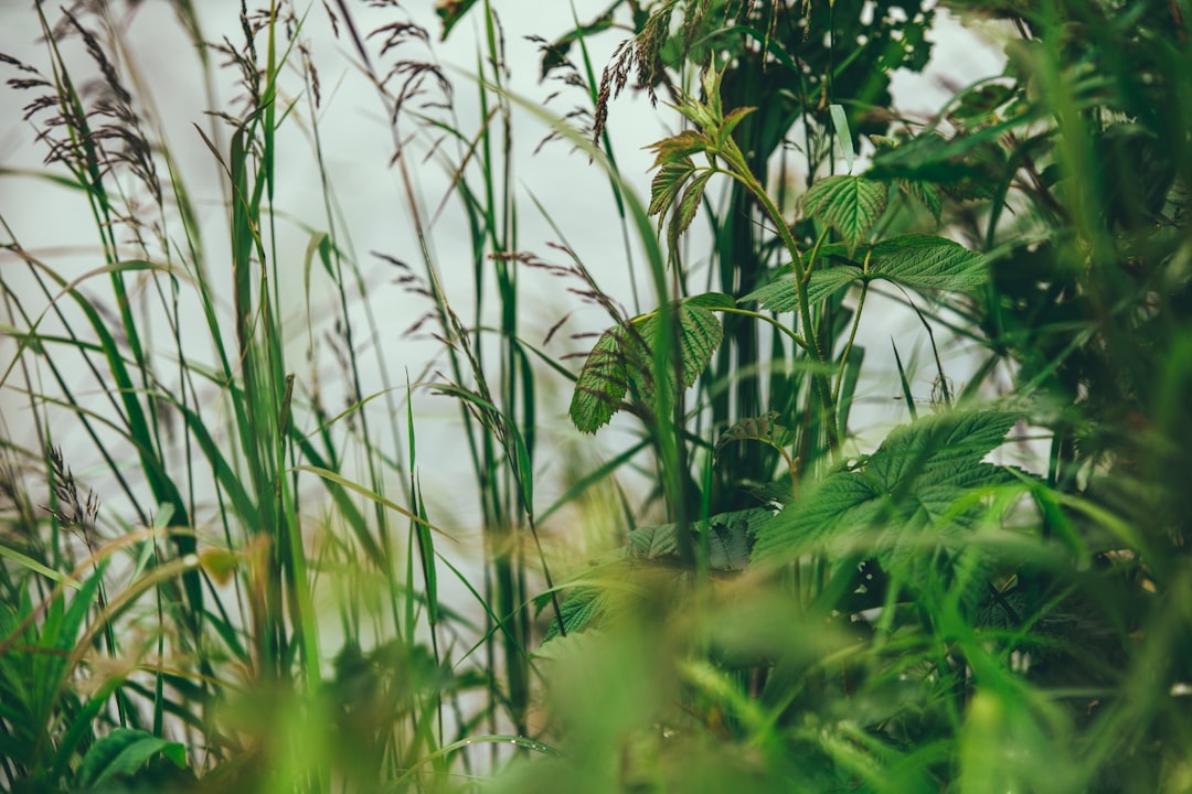 green grass in close up photography