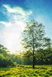 tree surrounded by grass