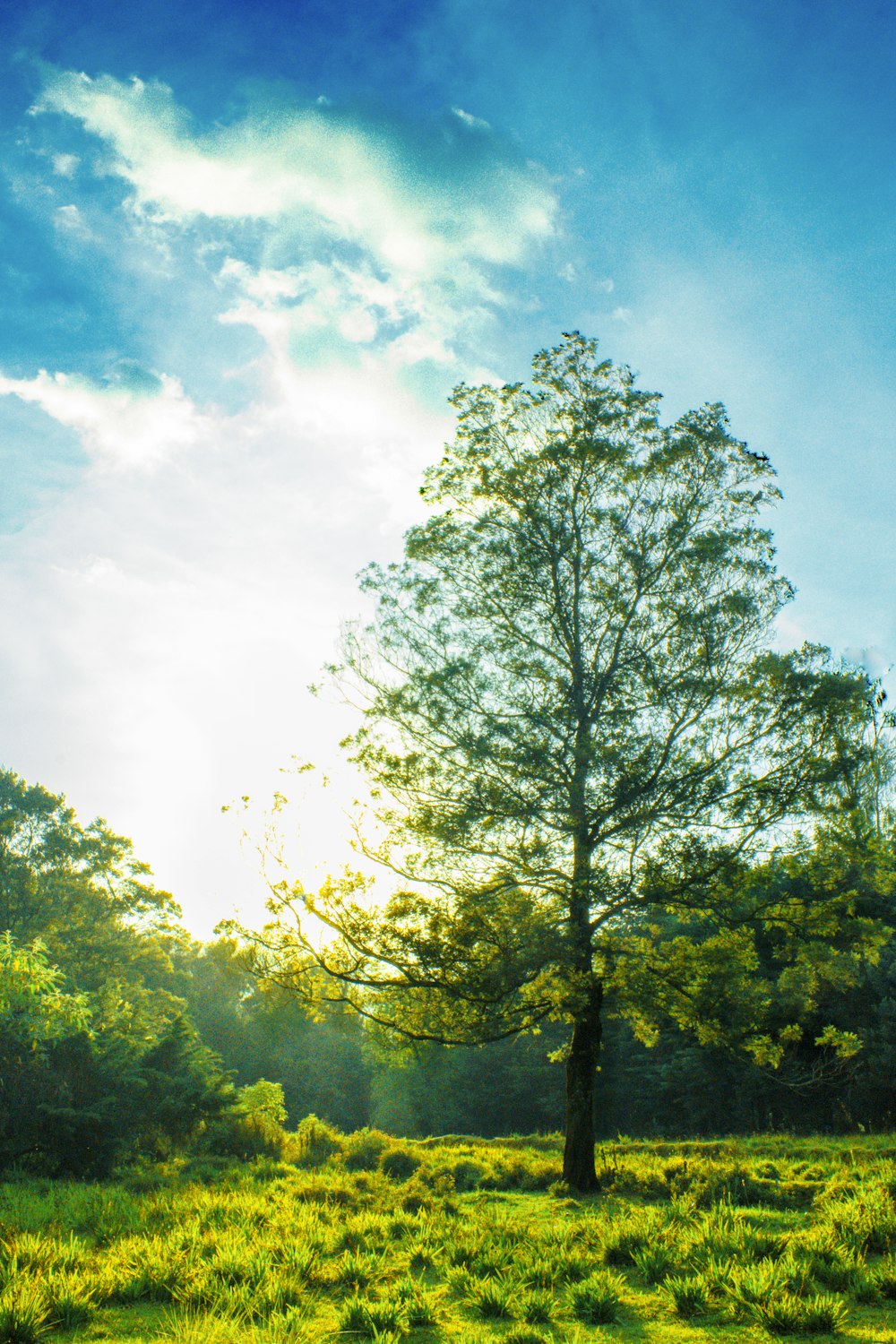 tree surrounded by grass