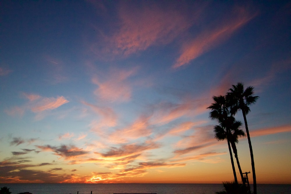 photographie de paysage de palmiers sous ciel nuageux au lever du soleil