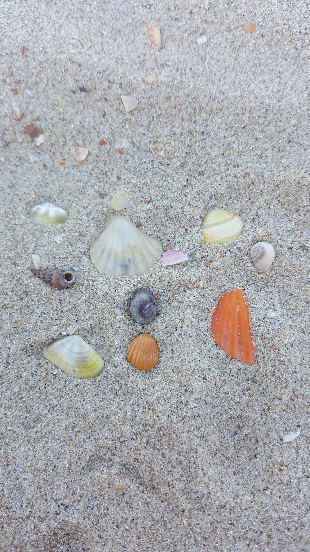 회색 모래 위에 여러 가지 색깔의 조개껍데기