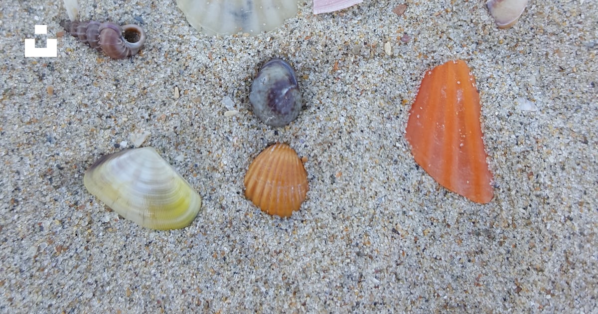 Several assorted-color seashells on gray sand photo – Free Sand Image ...