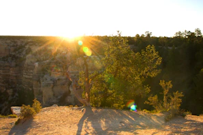 Sunlight filtering through lush green trees over the edge of the canyon at Esencia Farallones