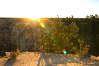 Sunlight filtering through lush green trees over the edge of the canyon at Esencia Farallones