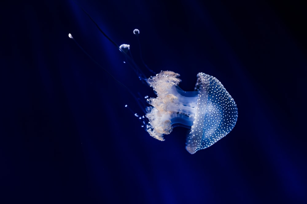 blue jellyfish