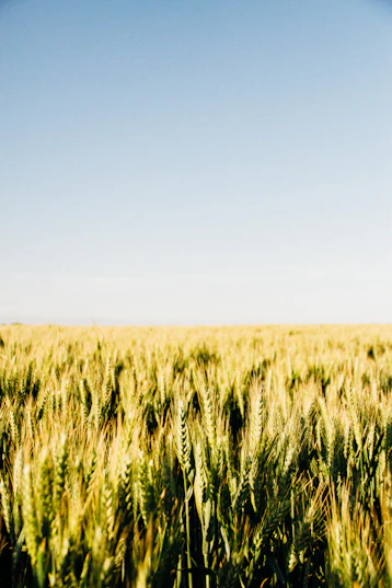 malt field