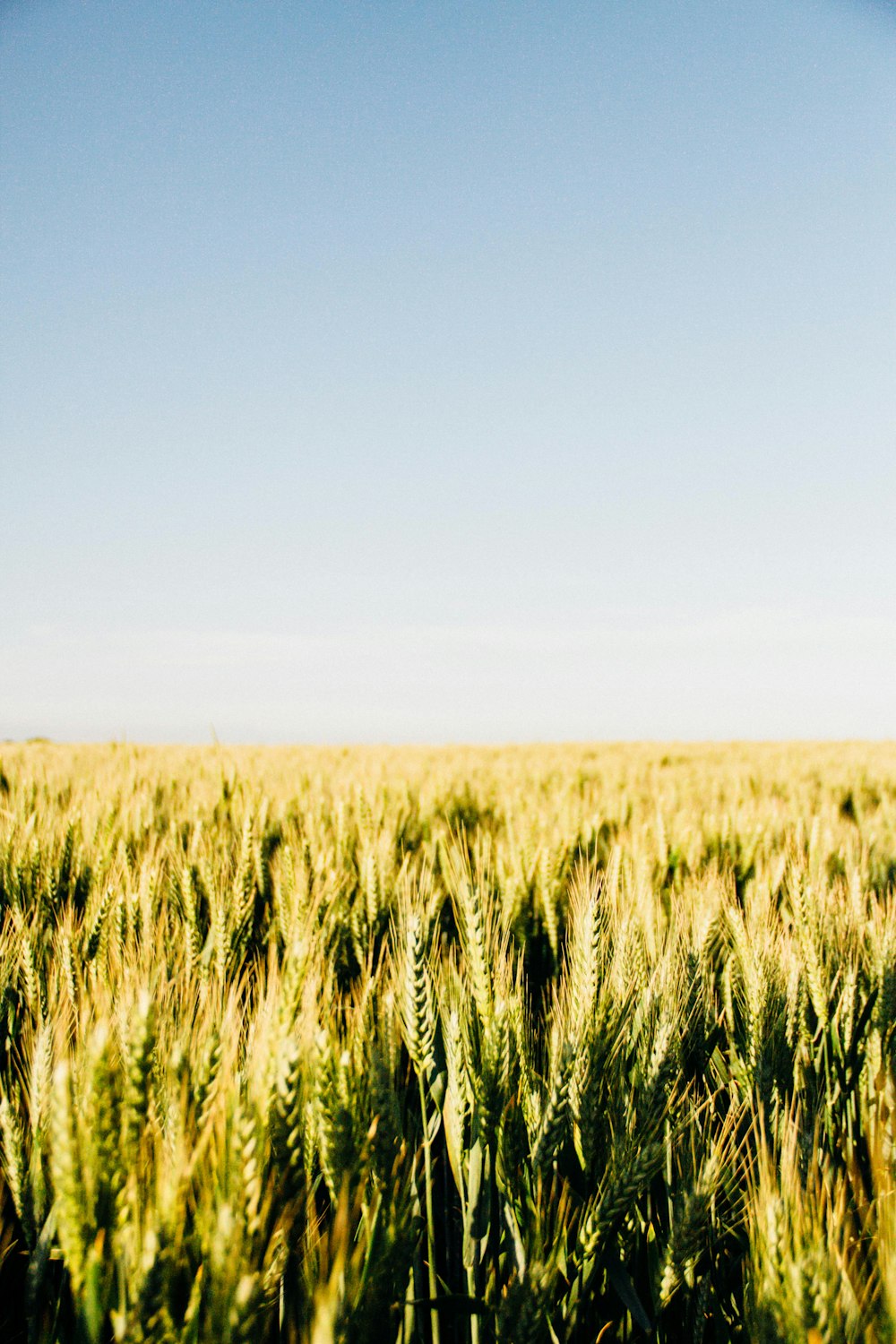 malt field