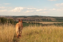 A dog stands on a grassy hill overlooking a vast rural landscape. The fields stretch out in various shades of green and brown, with a small village nestled in the distance. Fluffy clouds are scattered across the blue sky, creating a serene atmosphere.