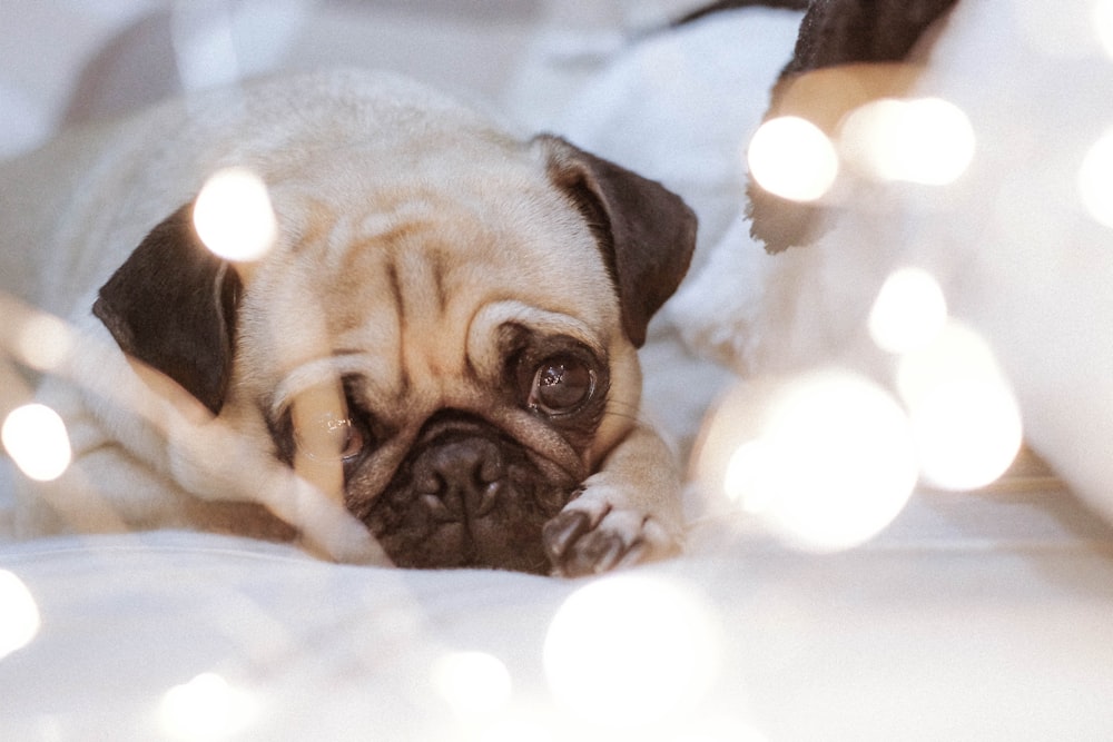 fawn pug lying on white surface