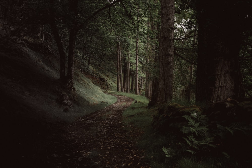 Un camino a través de un bosque oscuro de hoja perenne cerca de Loch Maree