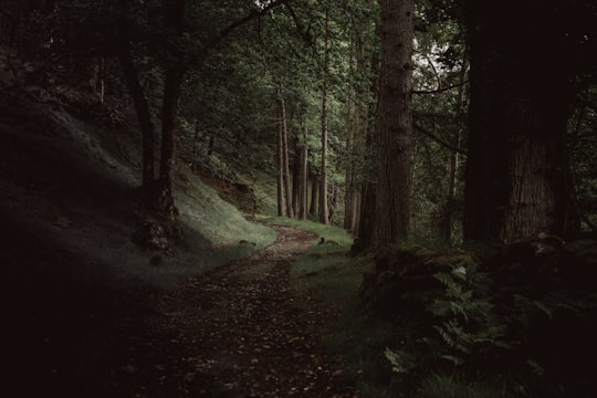 A path through a dark evergreen forest near Loch Maree in Loch Maree United Kingdom