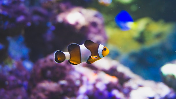 clown fish selective focus photo