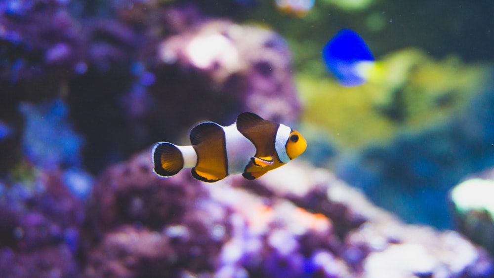 Clownfisch selektives Fokusfoto