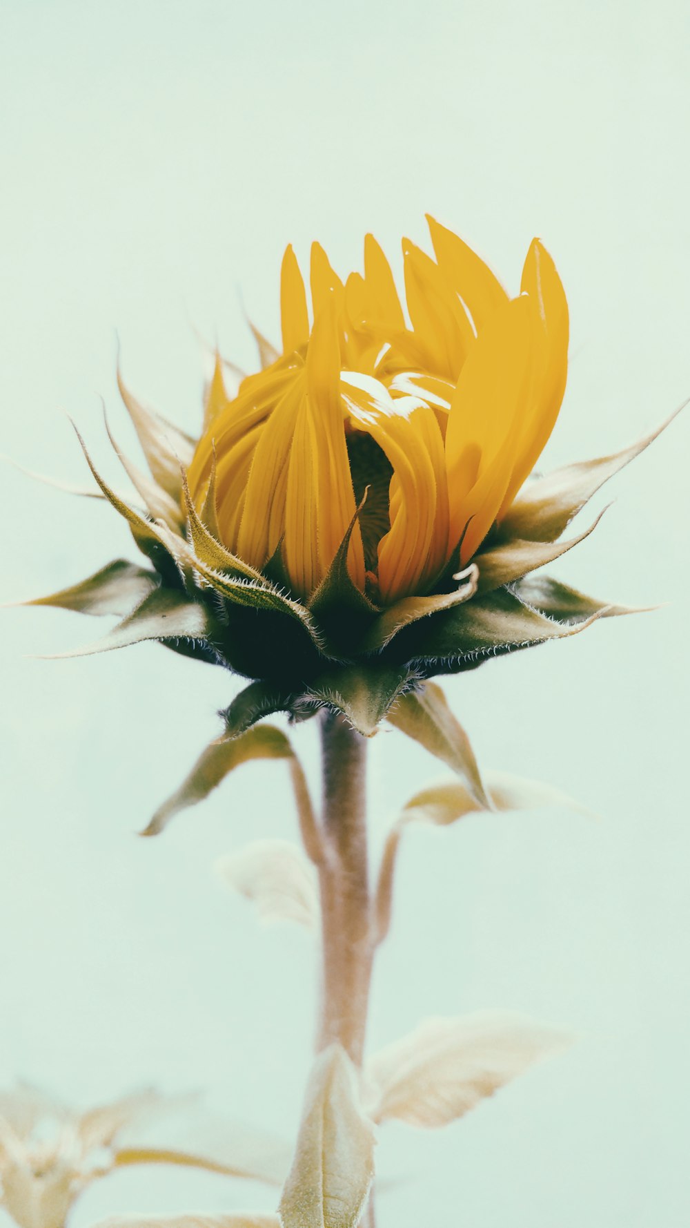 fotografia a fuoco superficiale del girasole giallo