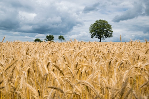 landscape photography of wheat field