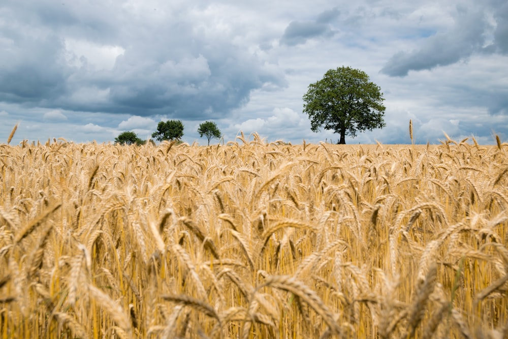 landscape photography of wheat field